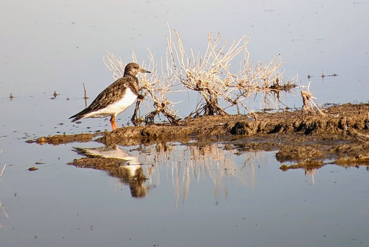 Ruddy Turnstone - Jose Arcadio Calvo Rubio