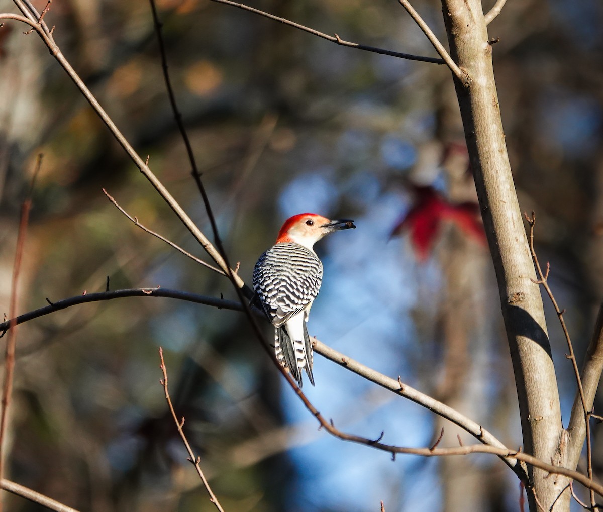 Red-bellied Woodpecker - ML611309572