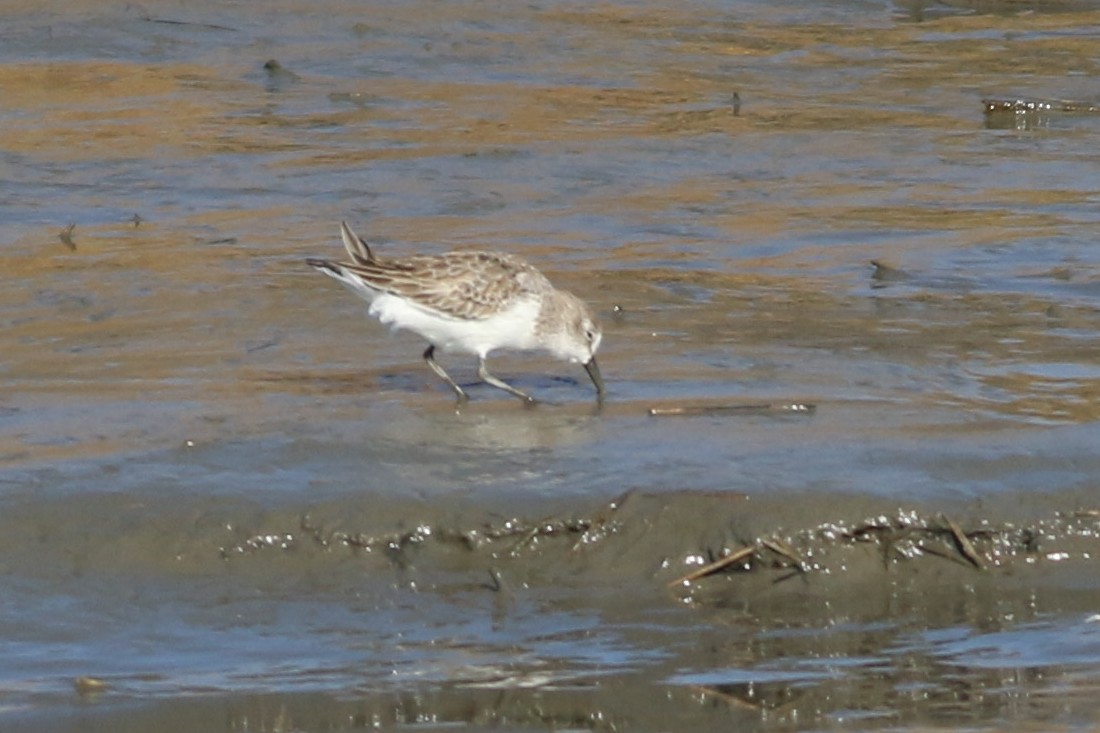 Bergstrandläufer - ML611309670