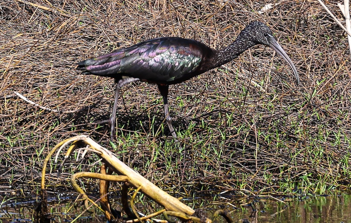 Glossy Ibis - ML611309745