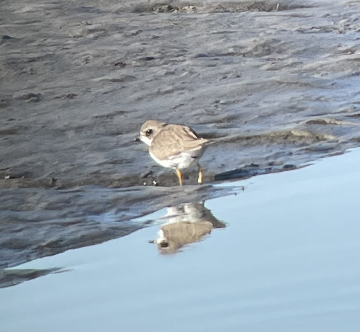 Semipalmated Plover - ML611309793
