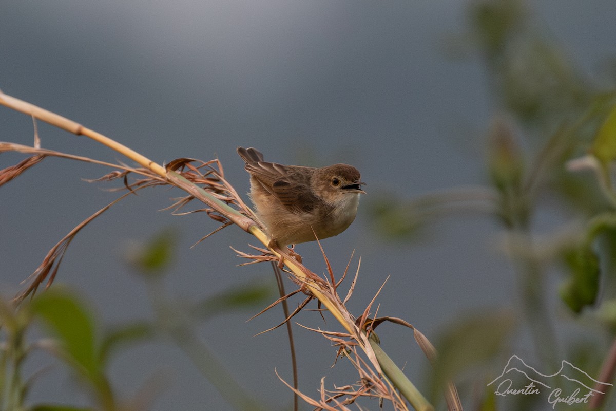 Chattering Cisticola - ML611309816