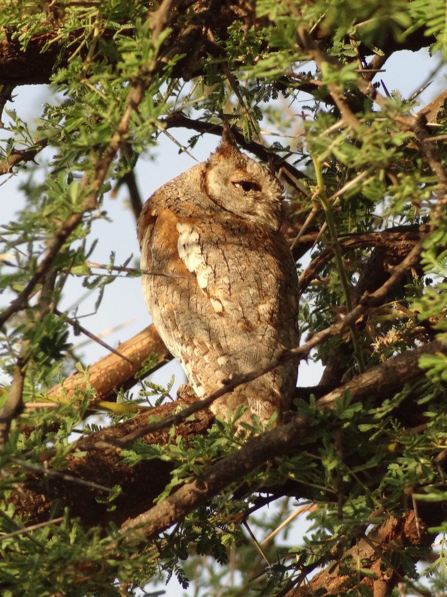 African Scops-Owl - Guy RUFRAY