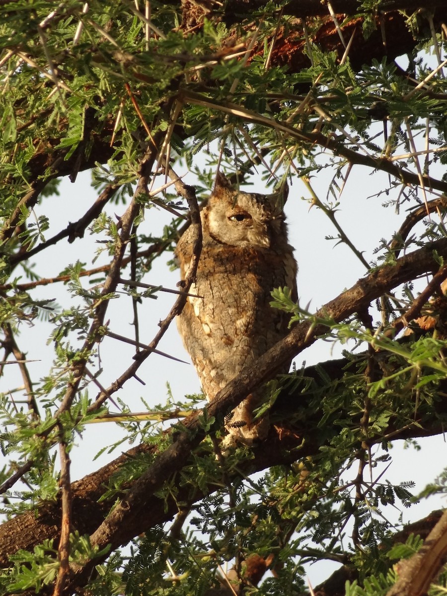 African Scops-Owl - Guy RUFRAY