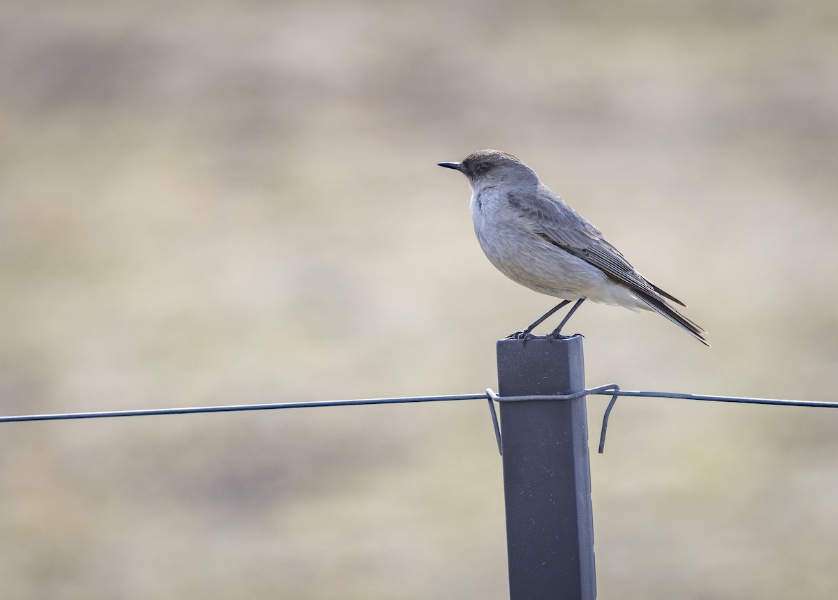 Dark-faced Ground-Tyrant (maclovianus) - ML611309863