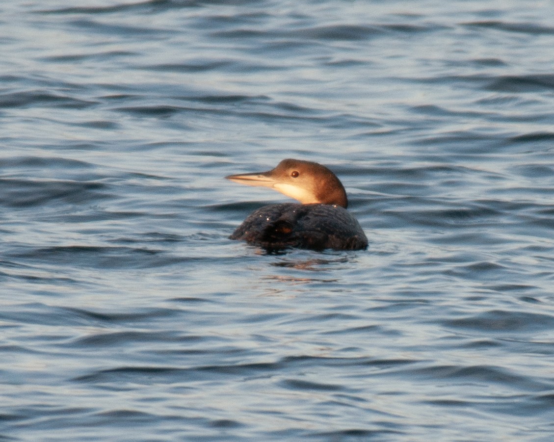 Common Loon - ML611309891