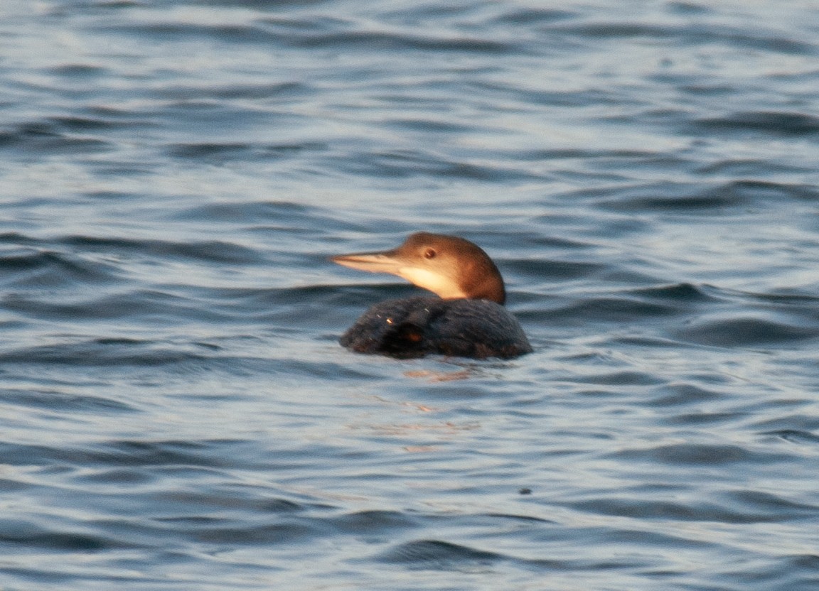 Common Loon - ML611309894