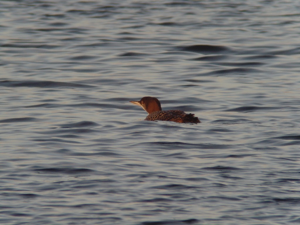 Common Loon - ML611309896