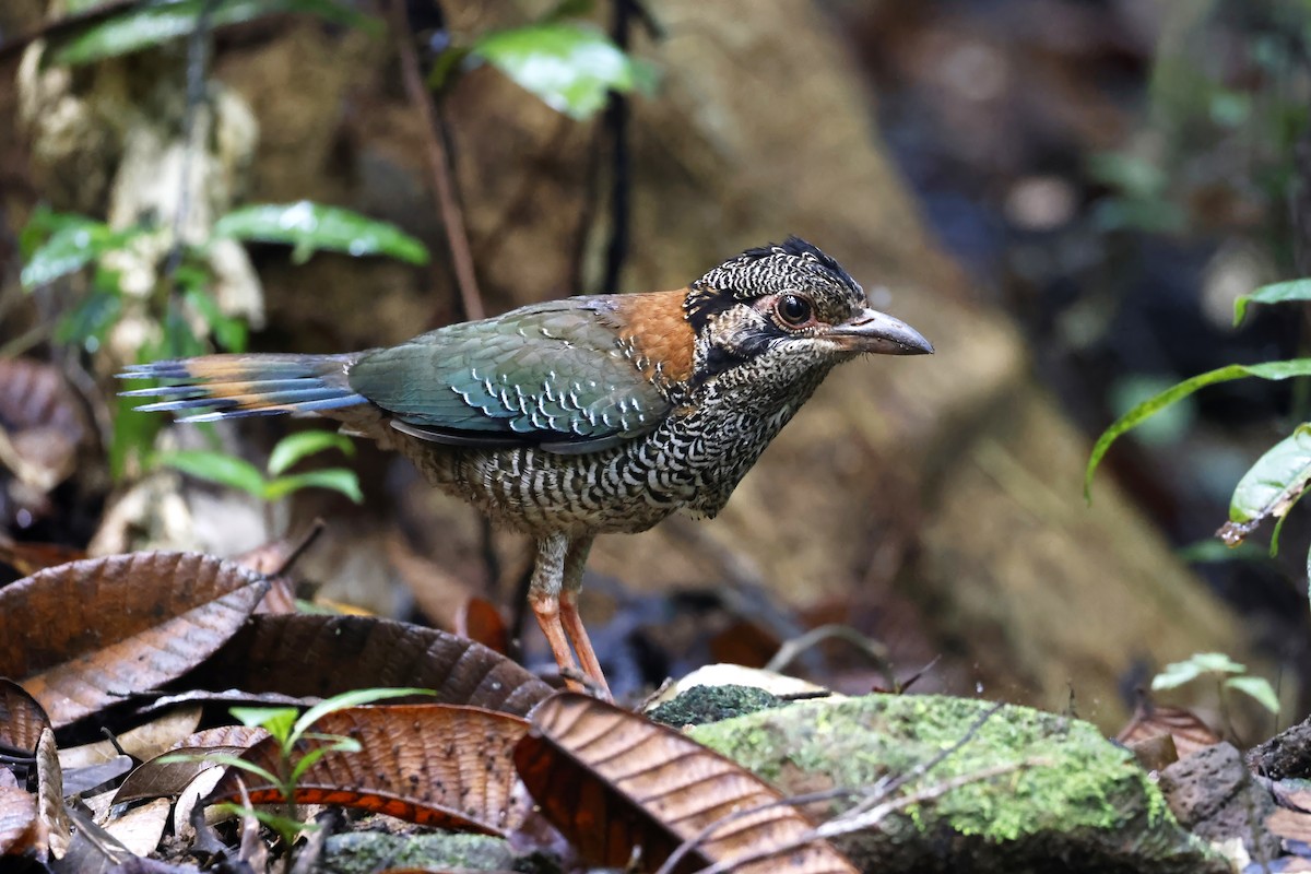 Brachyptérolle écaillé - ML611309899