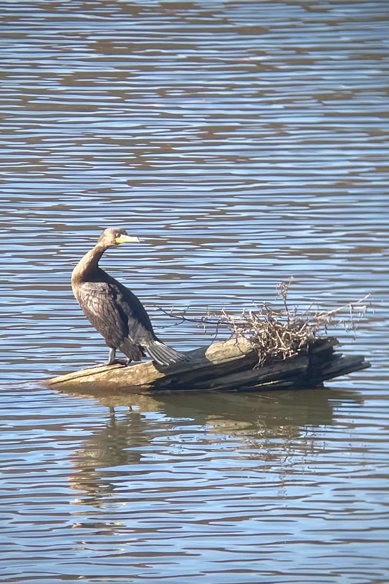 Cormoran à aigrettes - ML611309938