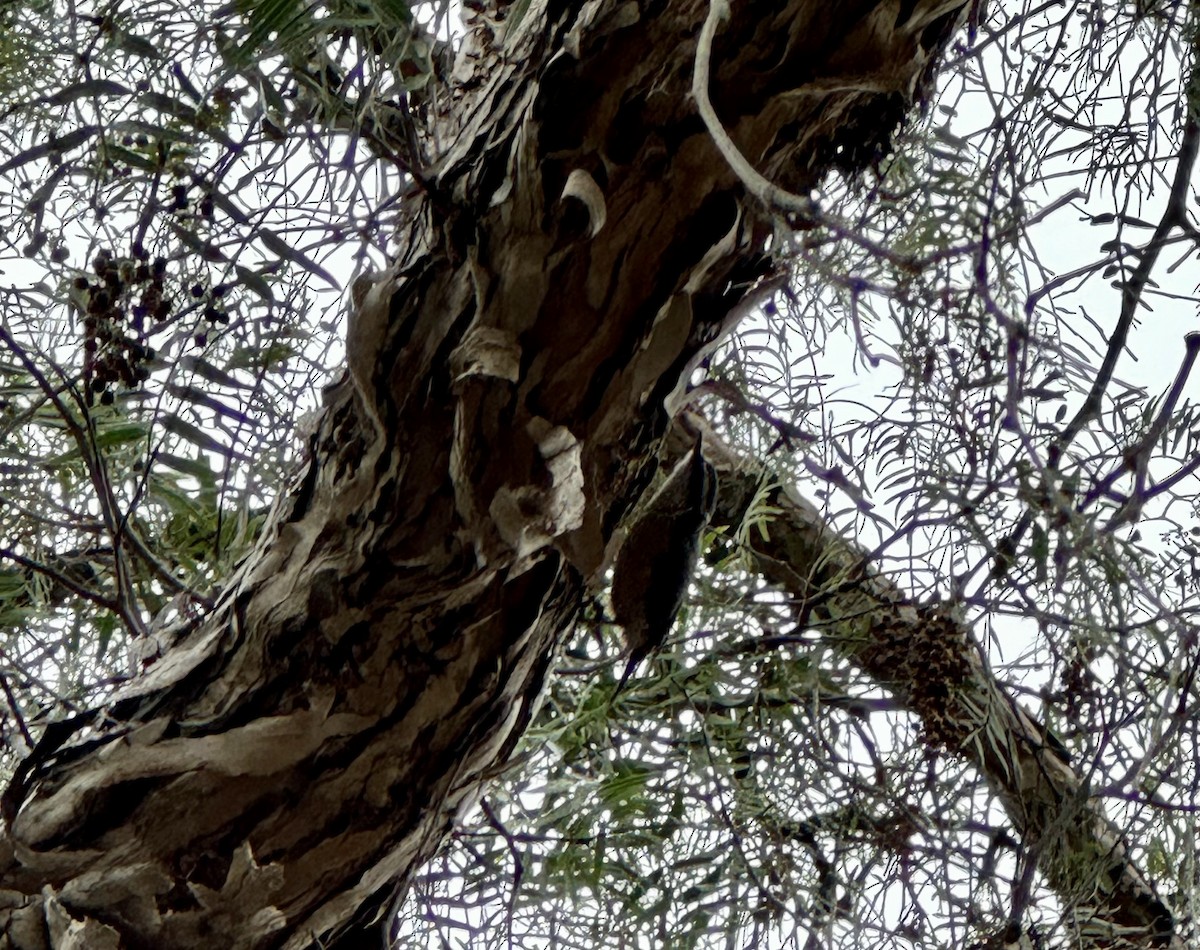 Red-breasted Nuthatch - ML611310012