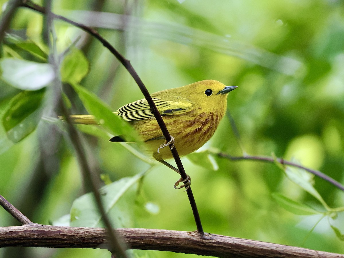 Yellow Warbler (Golden) - Gabriel Willow