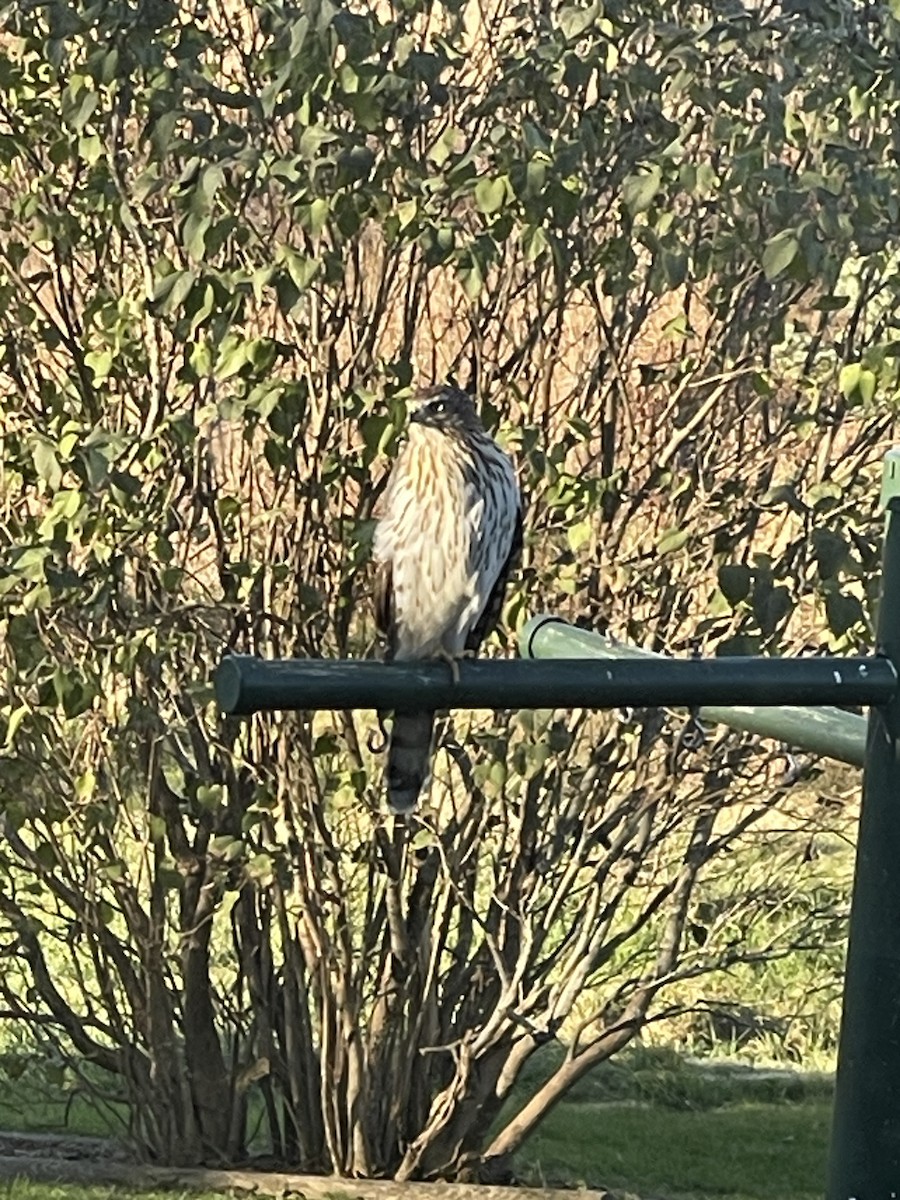 Cooper's Hawk - Harold Shaw