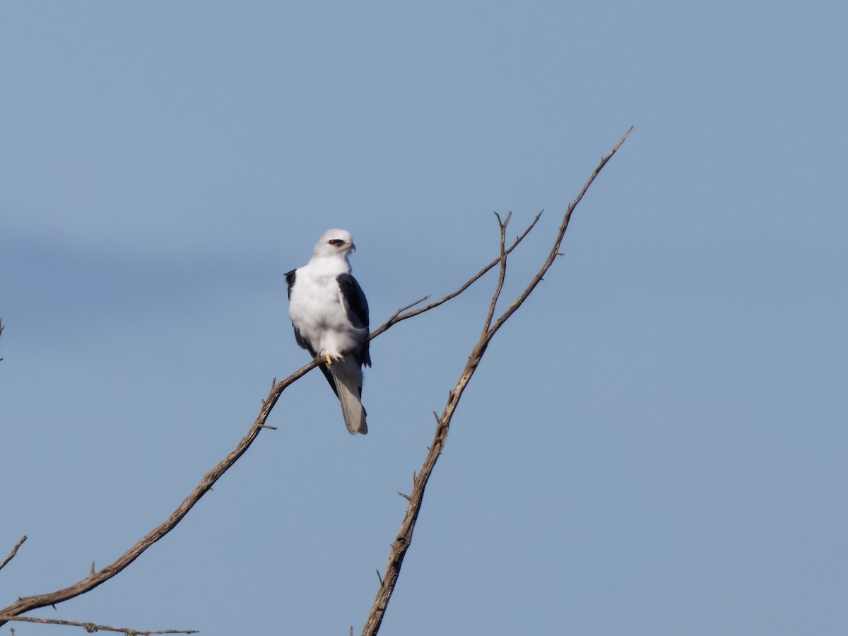 White-tailed Kite - ML611310212