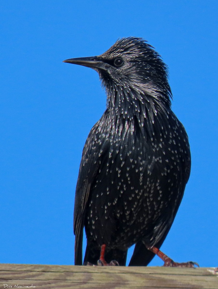 Spotless Starling - ML611310260