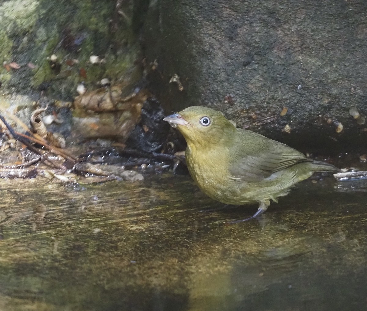 Band-tailed Manakin - Suzette Stitely