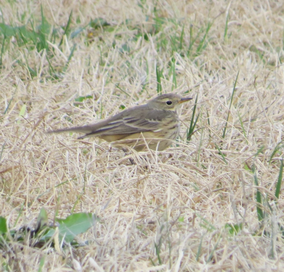 American Pipit - ML611310332