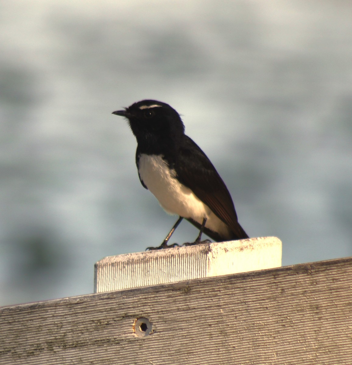 Willie-wagtail - ML611310382