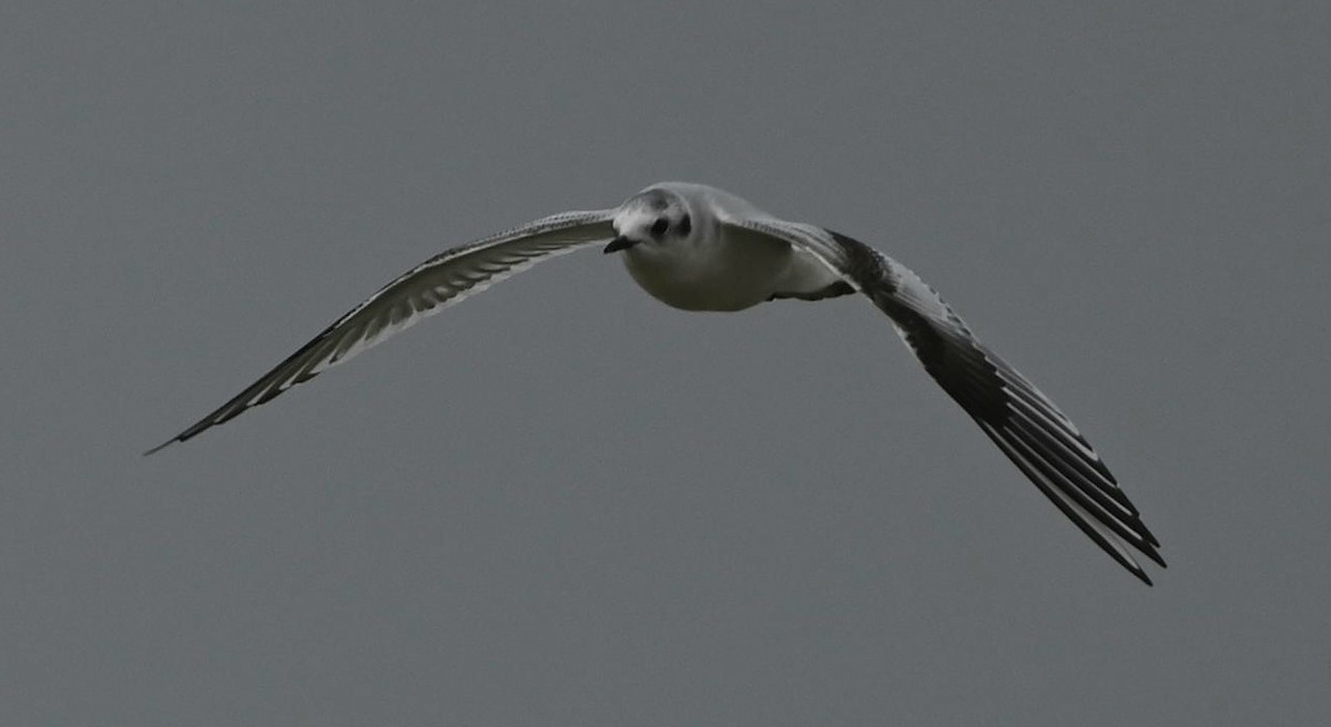 Black-legged Kittiwake - ML611310394