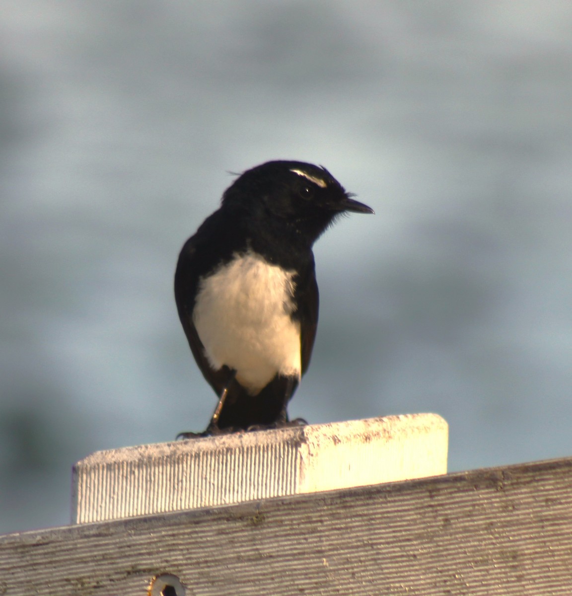 Willie-wagtail - ML611310399