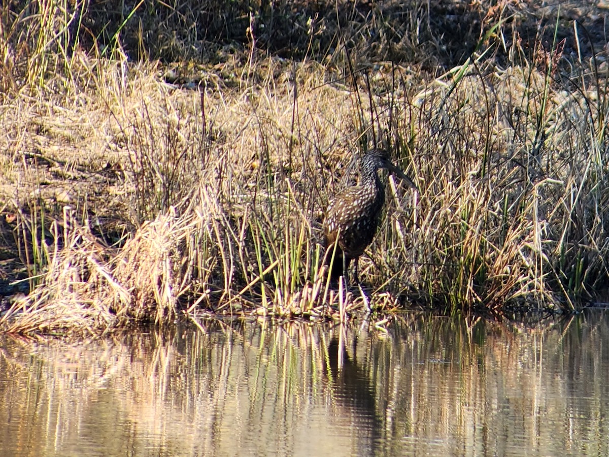 Limpkin - ML611310491