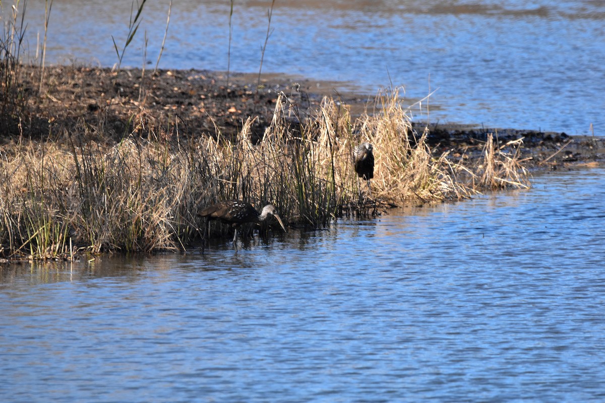 Limpkin - ML611310494