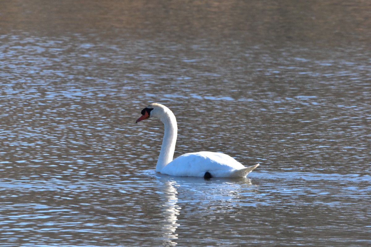 Mute Swan - ML611310508