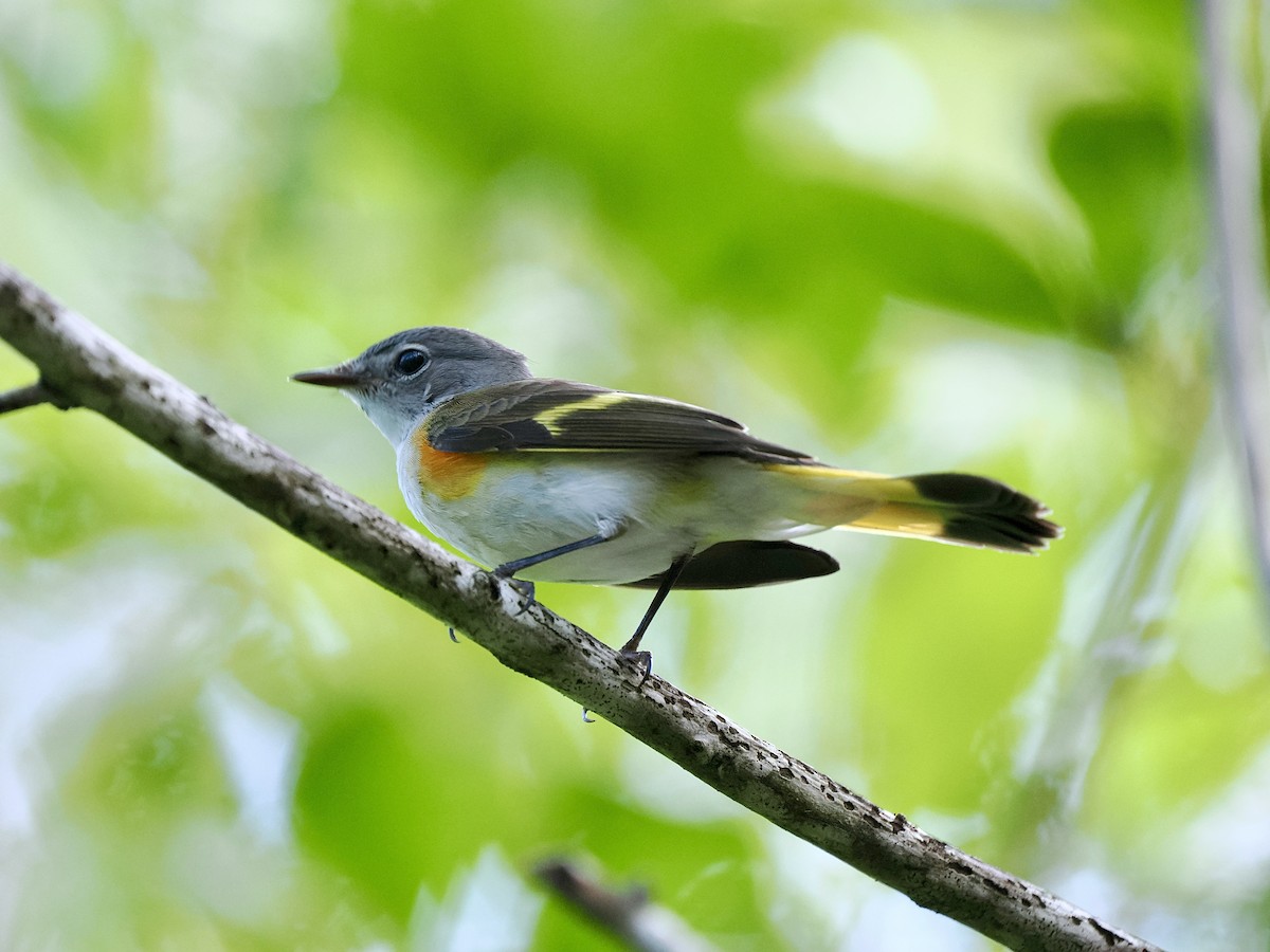 American Redstart - ML611310580