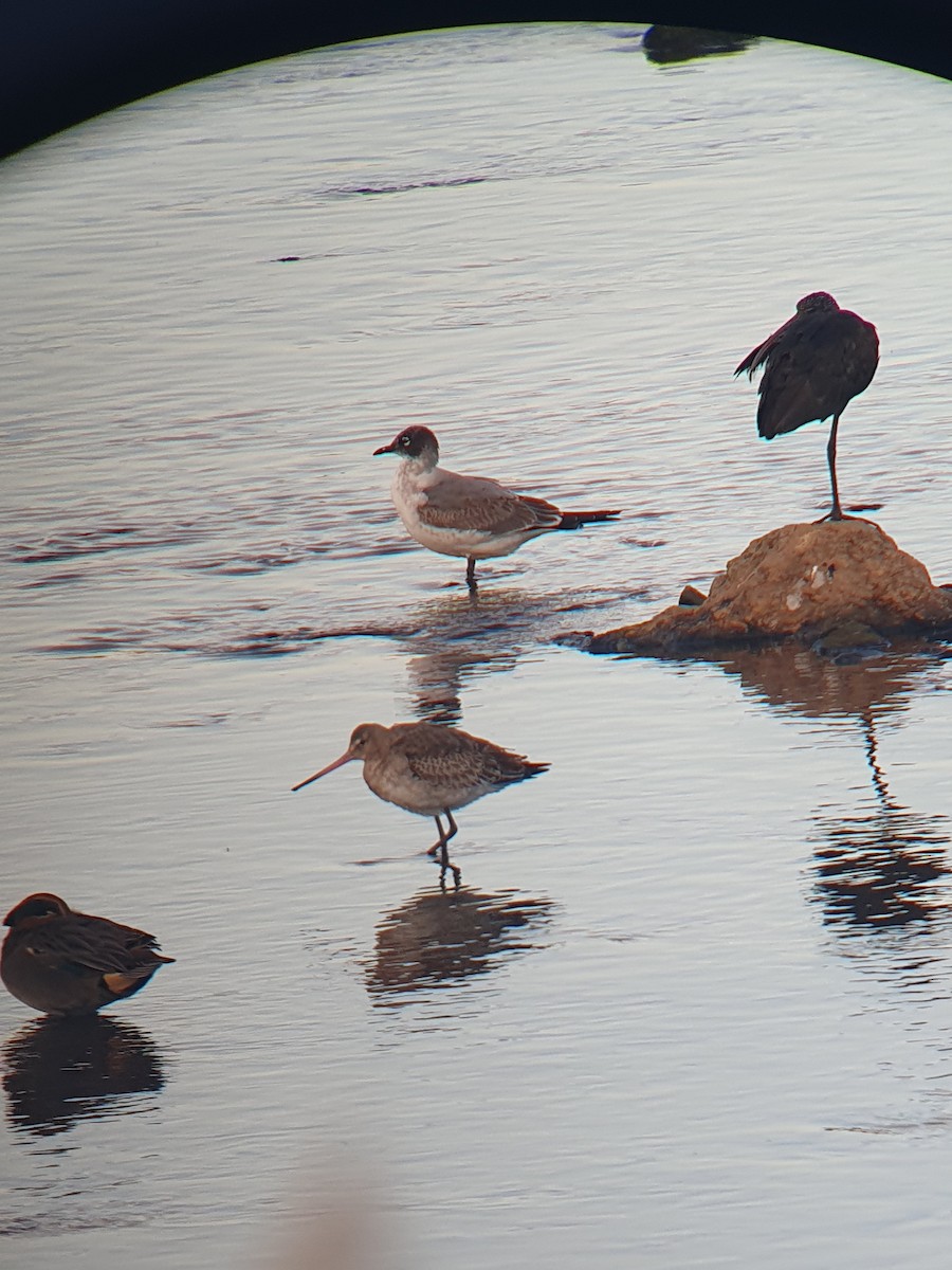 Franklin's Gull - ML611310597