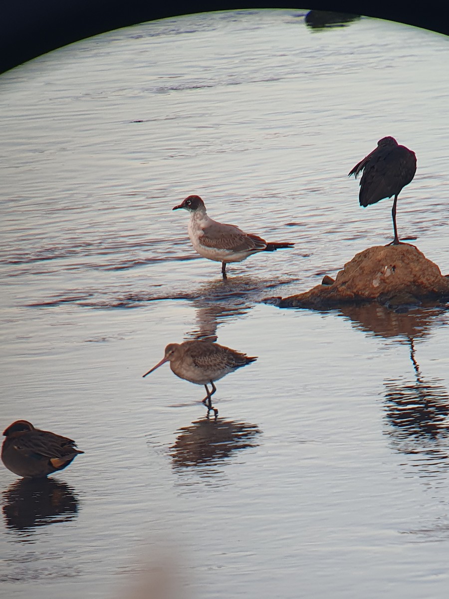 Franklin's Gull - ML611310598