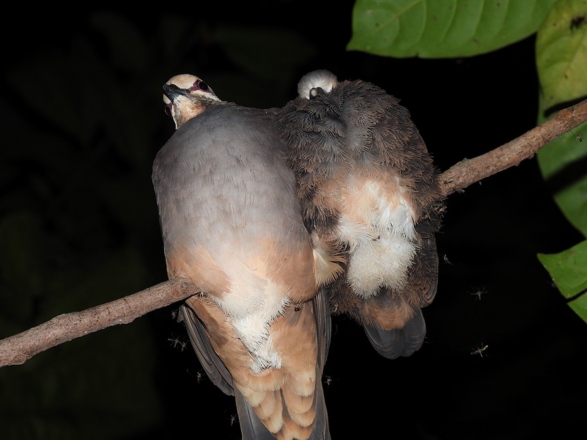 Olive-backed Quail-Dove - ML611310608