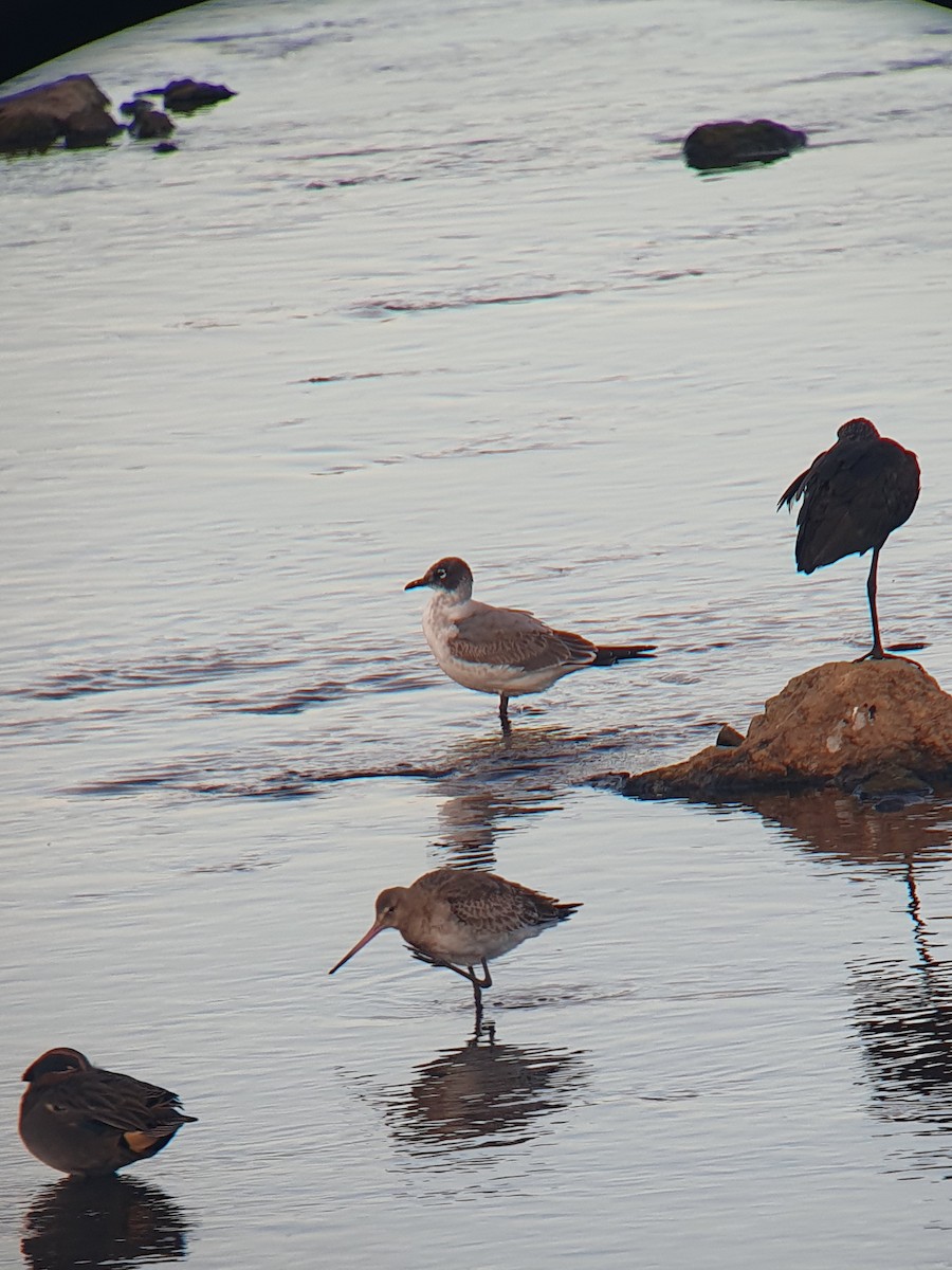 Franklin's Gull - ML611310629