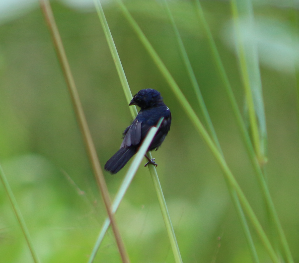 Blue-black Grassquit - ML611310648