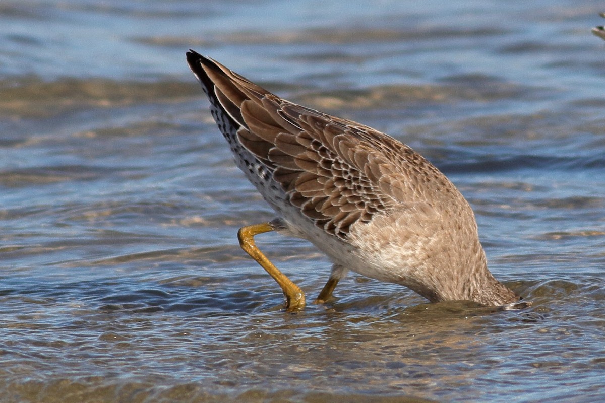 Short-billed Dowitcher - Richard Stanton