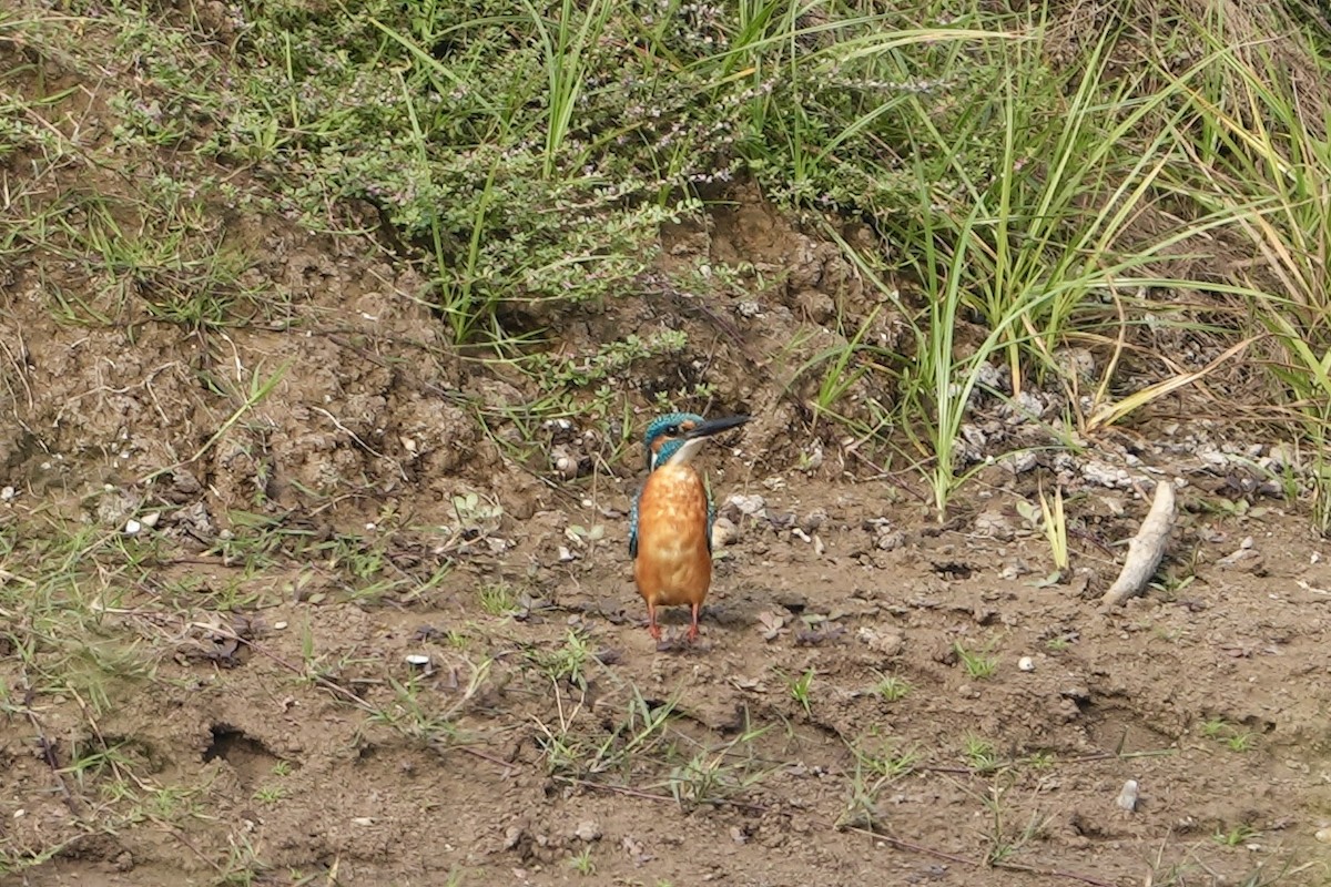 Common Kingfisher - Praveen Chavan