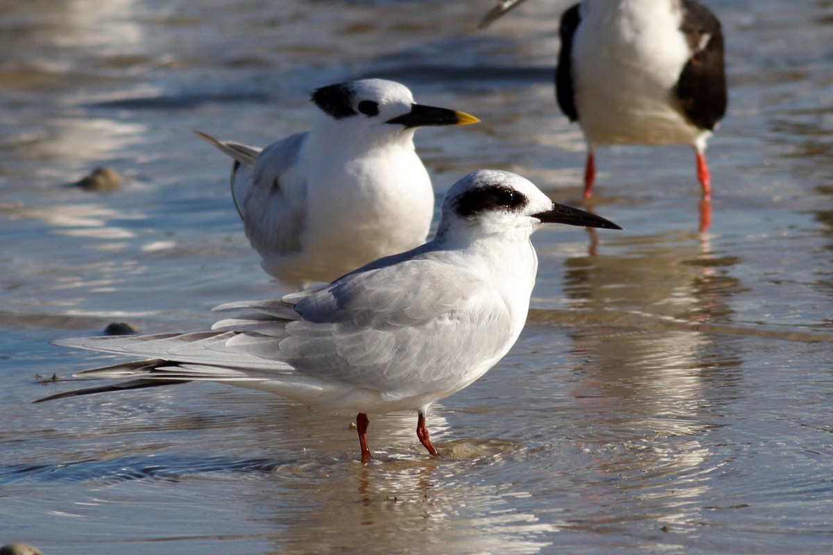 Forster's Tern - ML611310897