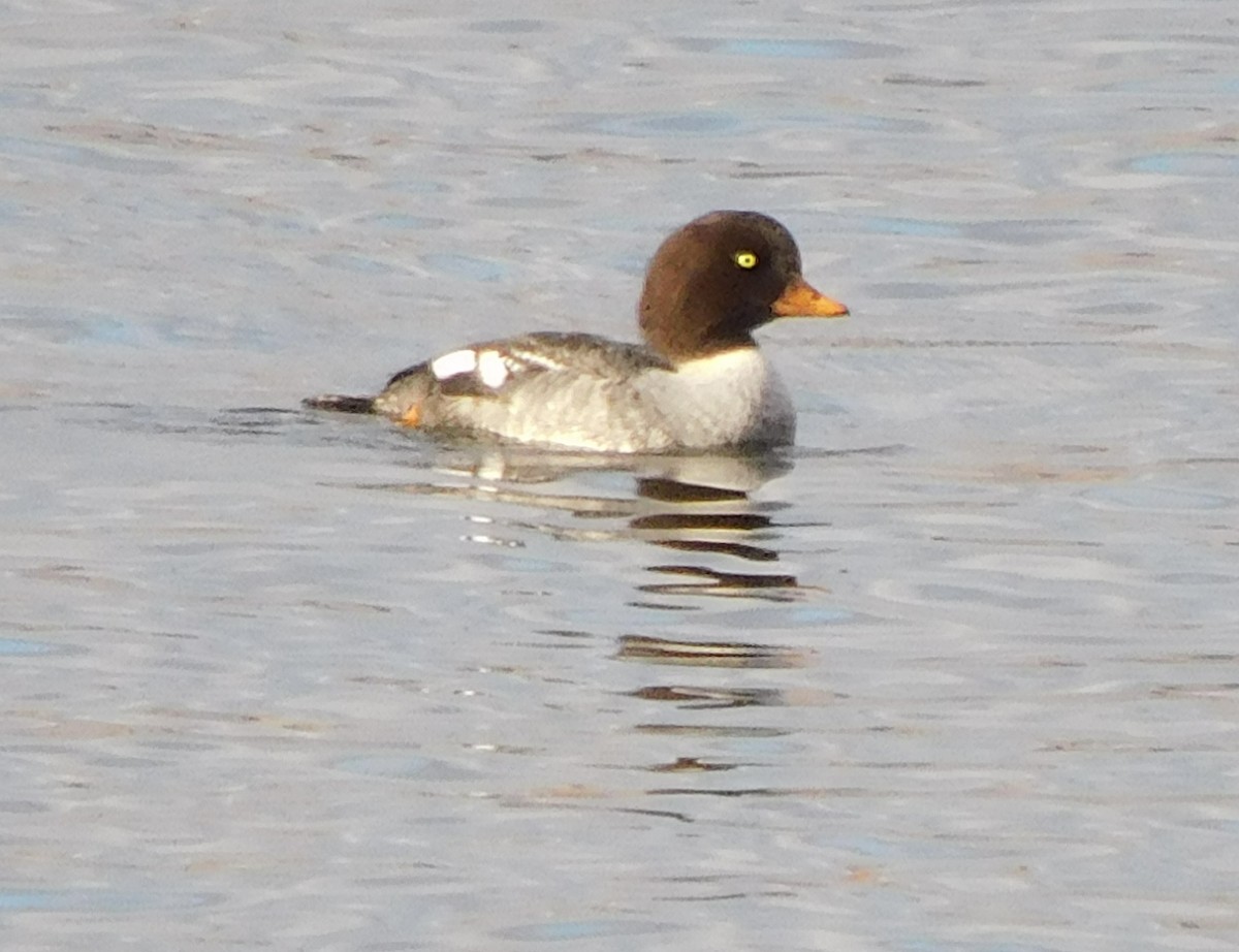 Barrow's Goldeneye - Mary-Lane Baker