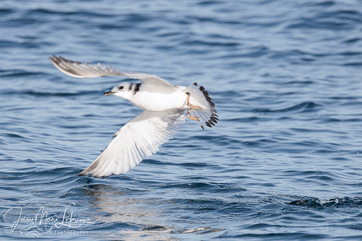 Black-legged Kittiwake - ML611310942