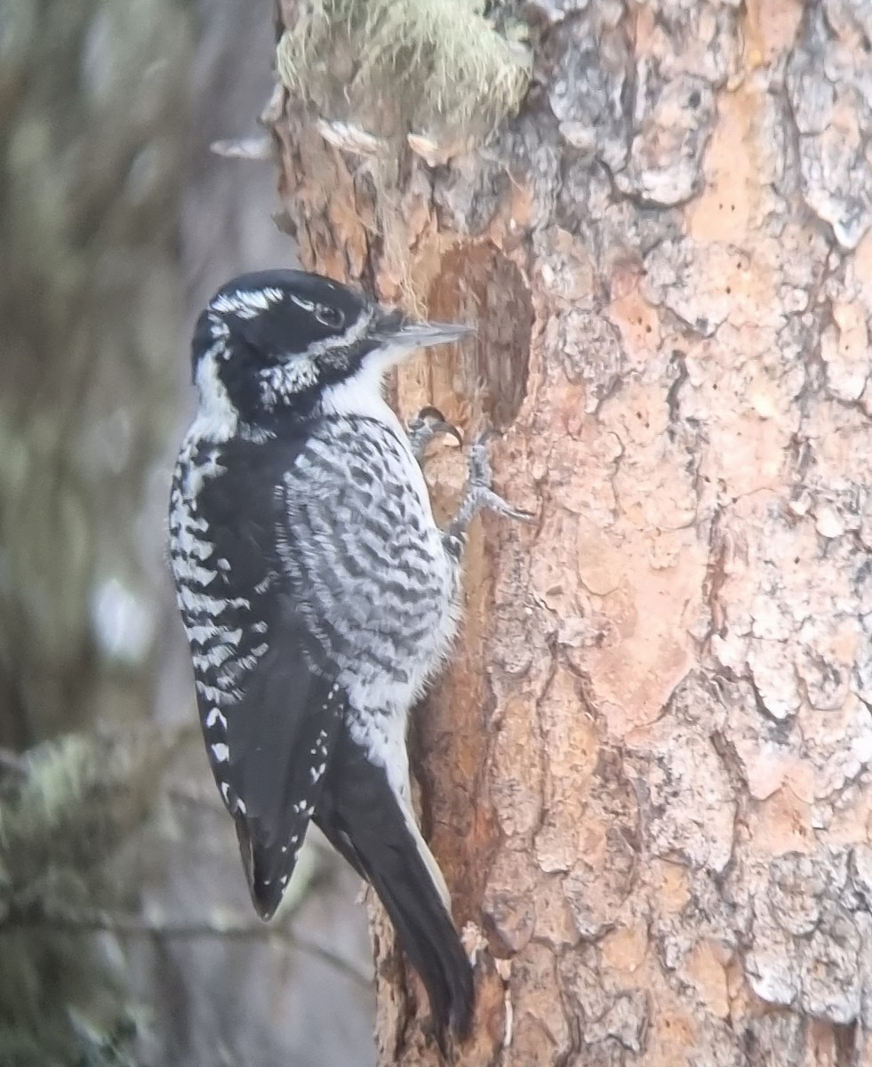 American Three-toed Woodpecker - ML611310985