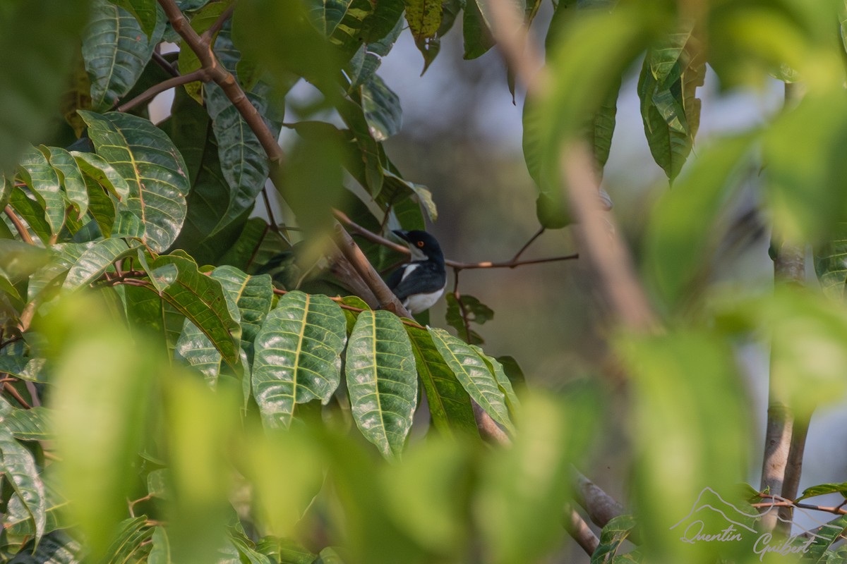 Red-eyed Puffback - ML611310995