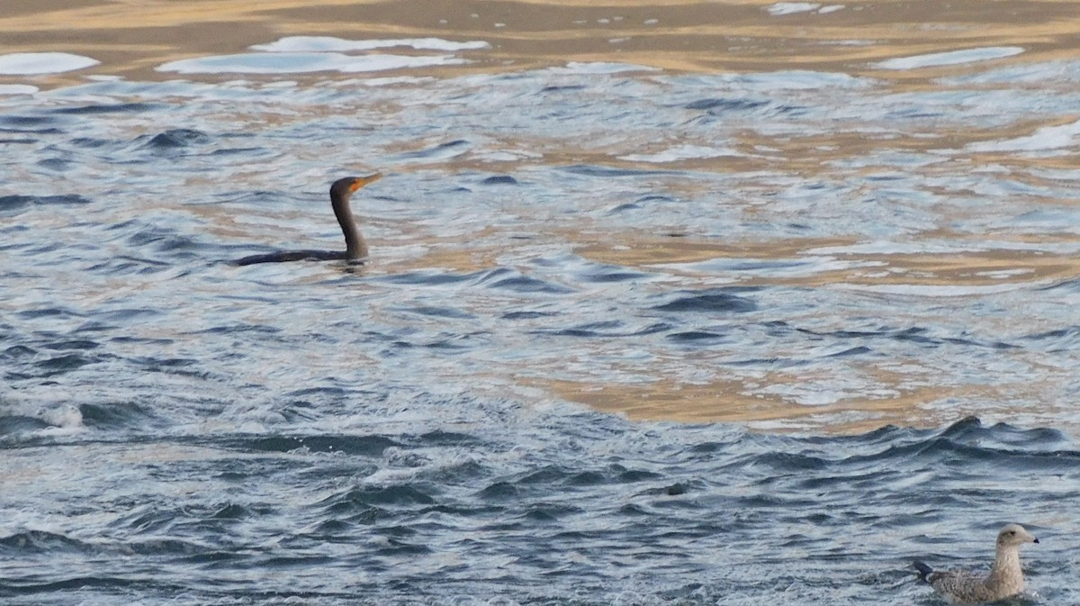 Double-crested Cormorant - Mary-Lane Baker