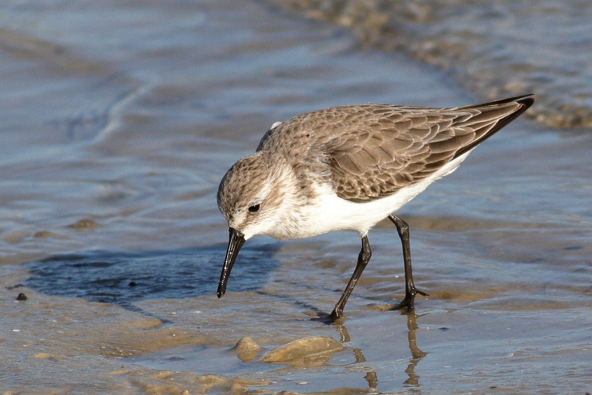 Western Sandpiper - ML611311015