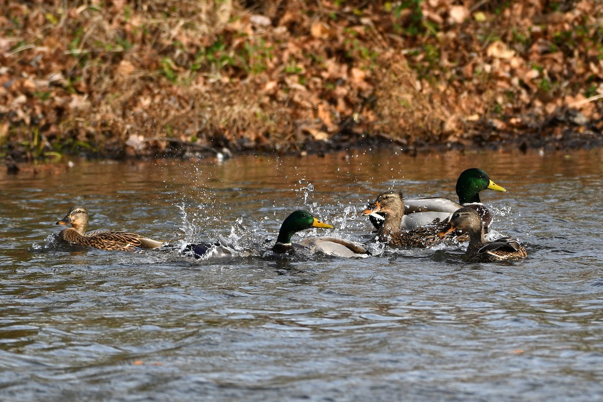 Canard colvert - ML611311030