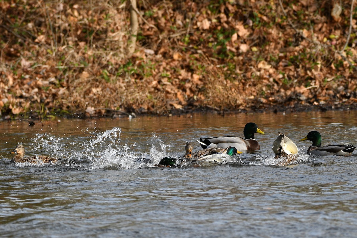 Canard colvert - ML611311054