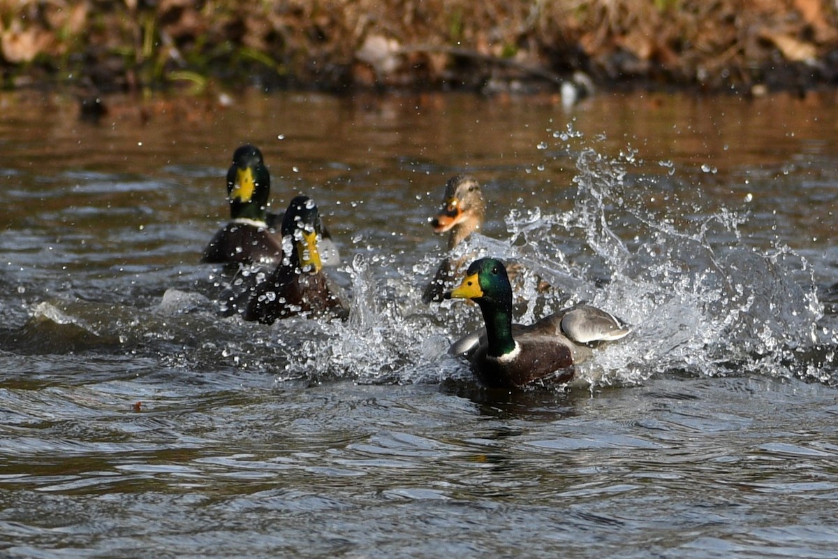 Canard colvert - ML611311061