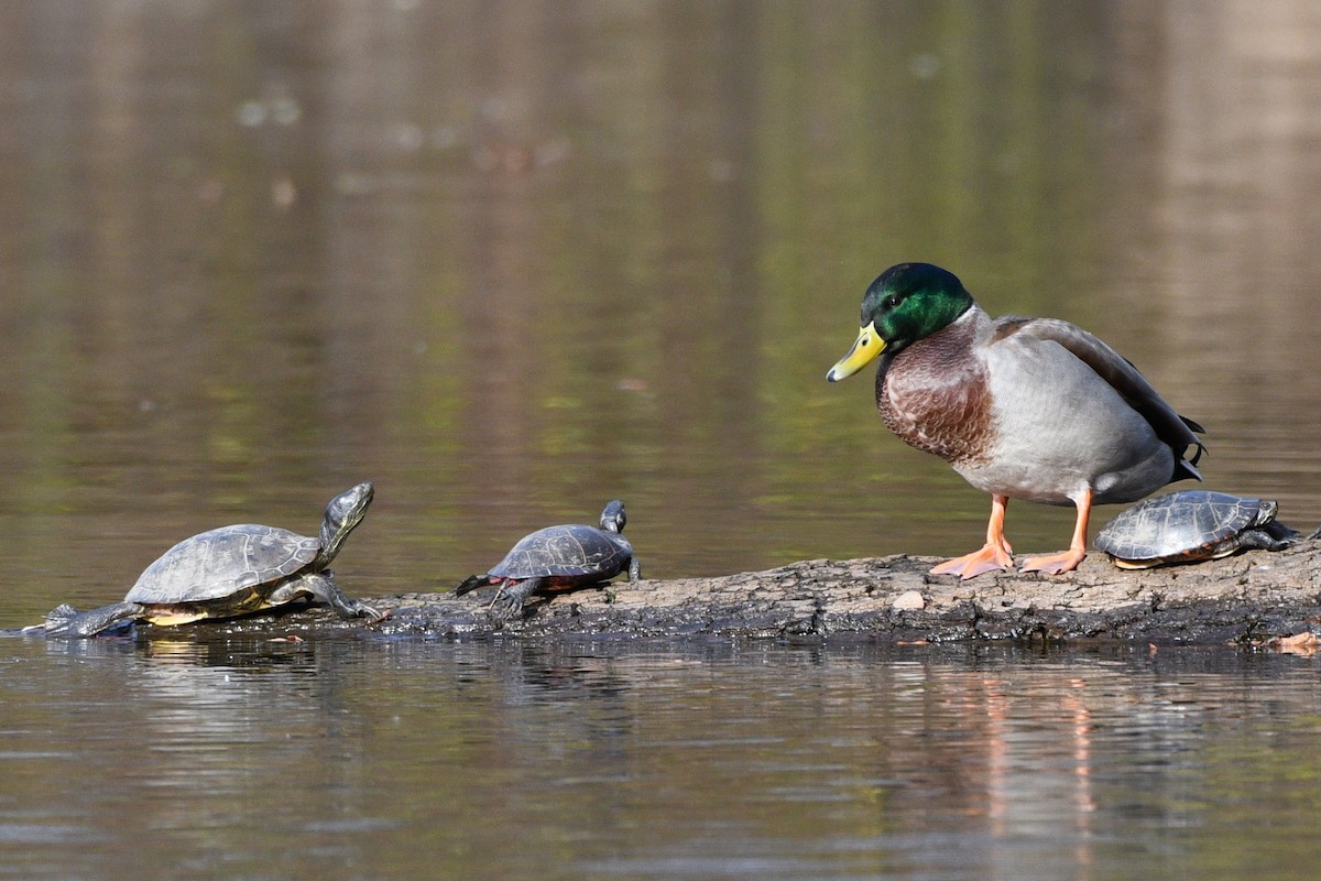 Canard colvert - ML611311070