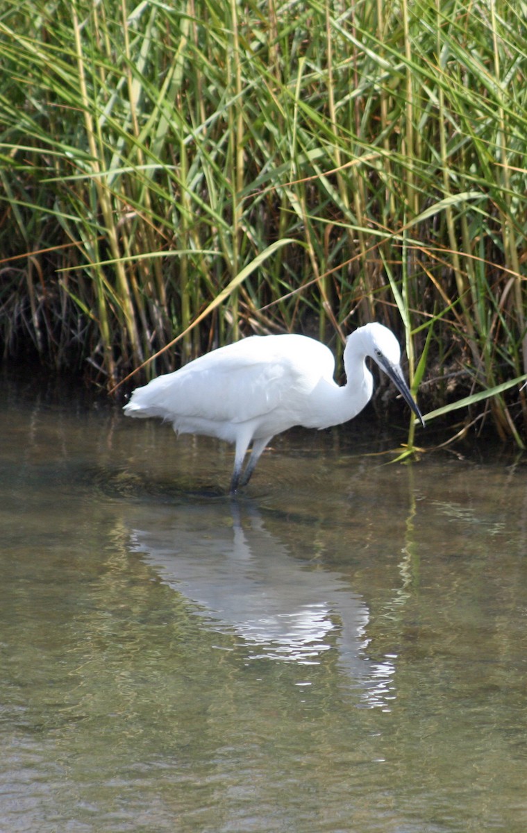 Little Egret - ML611311072