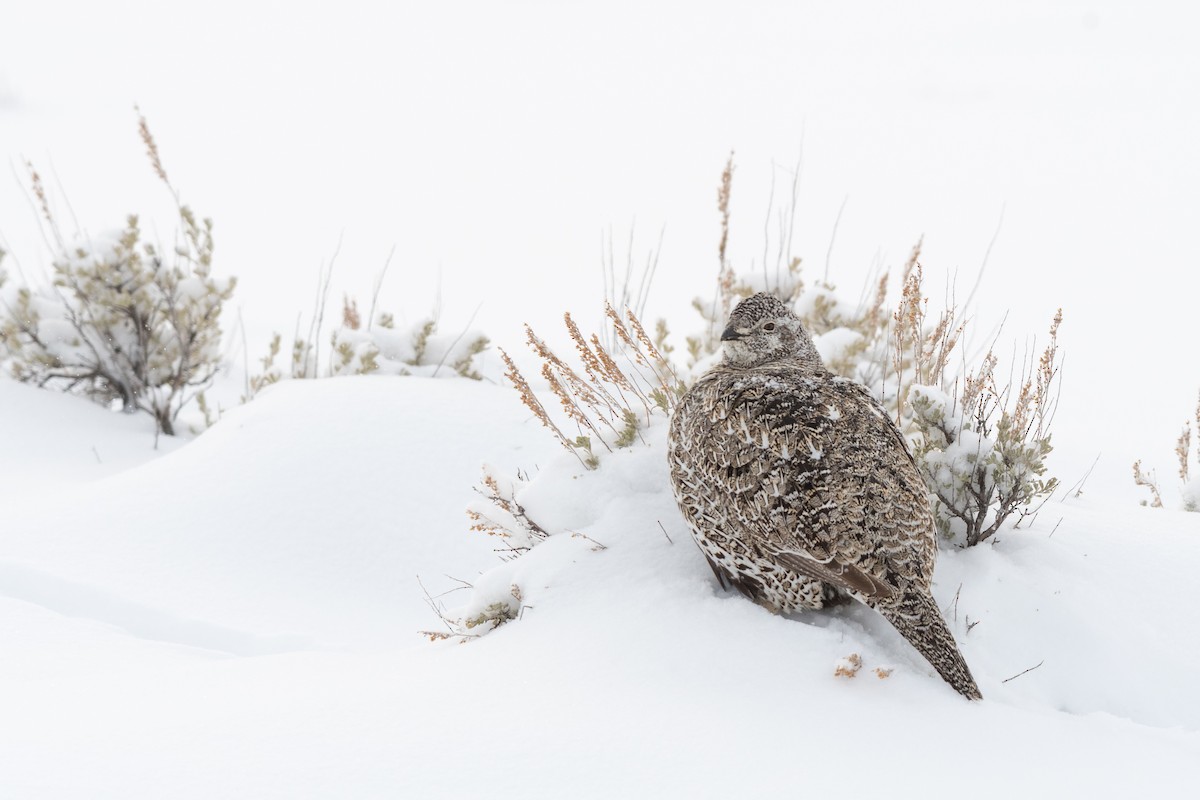 Greater Sage-Grouse - ML611311083