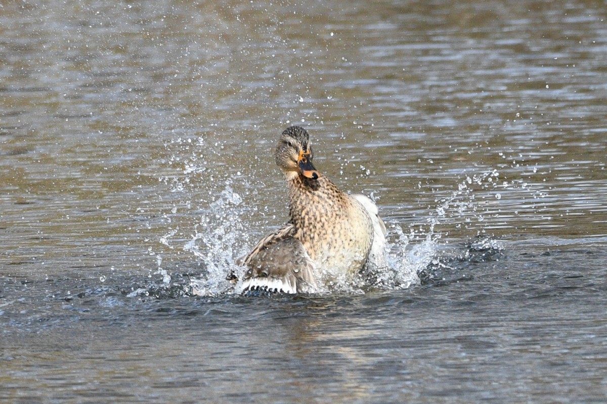 Canard colvert - ML611311085