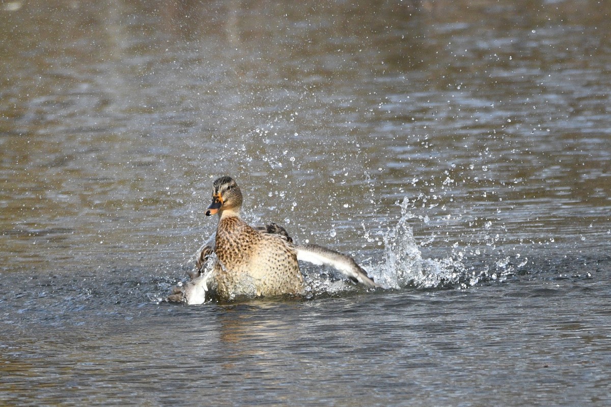 Canard colvert - ML611311090